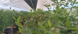 류근택님의 블루베리 · 영농일지 작성글 사진