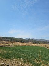 팜모닝 기타작물·영농일지 게시글 이미지