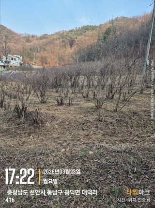 매실21434님의 기타작물 · 영농일지 작성글 사진