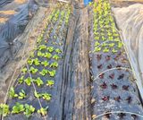 팜모닝 기타작물·영농일지 게시글 이미지