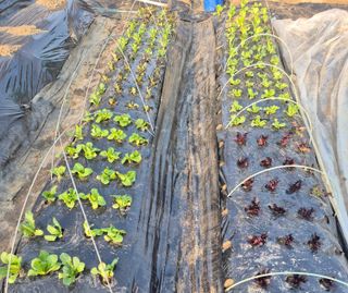 이경옥님의 기타작물 · 영농일지 작성글 사진