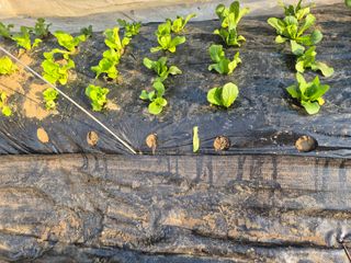 이경옥님의 기타작물 · 영농일지 작성글 사진