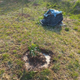 김건우님의 기타작물 · 영농일지 작성글 사진