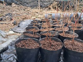 주일현님의 기타작물 · 영농일지 작성글 사진