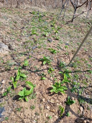 심기섭님의 기타작물 · 영농일지 작성글 사진