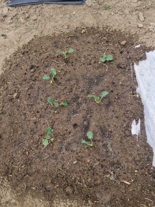 텃밭농사초보님의 기타작물 · 영농일지 작성글 사진