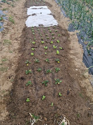 텃밭농사초보님의 기타작물 · 영농일지 작성글 사진