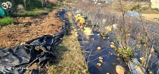 박종화님의 기타작물 · 영농일지 작성글 사진