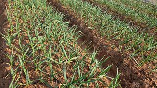 김홍환님의 기타작물 · 영농일지 작성글 사진