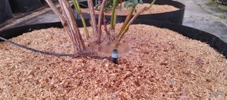 류근택님의 블루베리 · 영농일지 작성글 사진