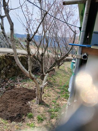 향양농장 사랑합니다님의 감 · 영농일지 작성글 사진