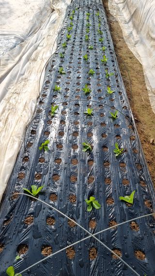 김지철님의 기타작물 · 영농일지 작성글 사진