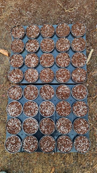 권혁렬님의 상추 · 영농일지 작성글 사진