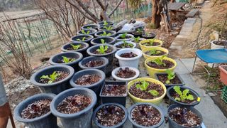 권혁렬님의 상추 · 영농일지 작성글 사진