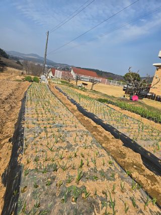 영춘아짐님의 기타작물 · 영농일지 작성글 사진
