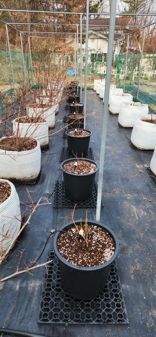 귤8352님의 블루베리 · 영농일지 작성글 사진