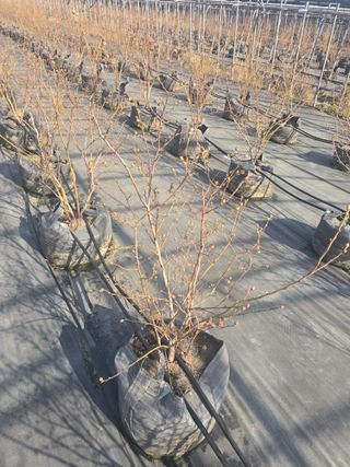 축복농장님의 블루베리 · 영농일지 작성글 사진