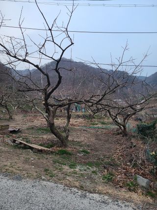 박춘성님의 감 · 영농일지 작성글 사진