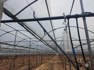 잘살아보세님의 포도 · 영농일지 작성글 사진