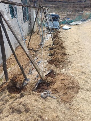 인산님의 파 · 영농일지 작성글 사진