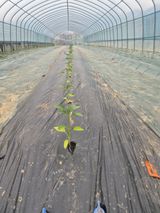 팜모닝 기타작물·영농일지 게시글 이미지