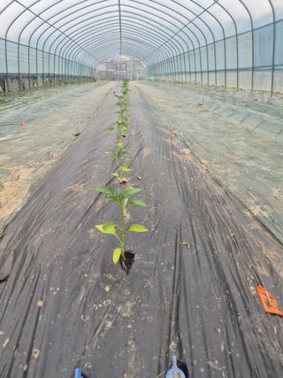 김혜순님의 기타작물 · 영농일지 작성글 사진