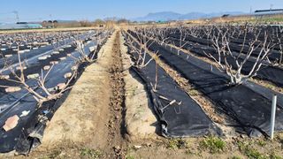 늘푸른 농장주님의 기타작물 · 영농일지 작성글 사진