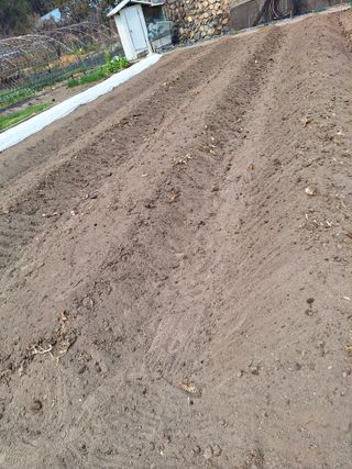 (복조리농장)김찬두님의 고추 · 영농일지 작성글 사진