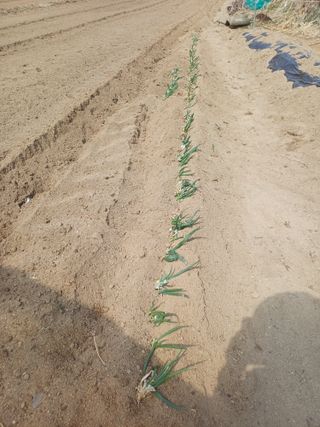 인산님의 파 · 영농일지 작성글 사진