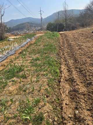 영춘아짐님의 기타작물 · 영농일지 작성글 사진