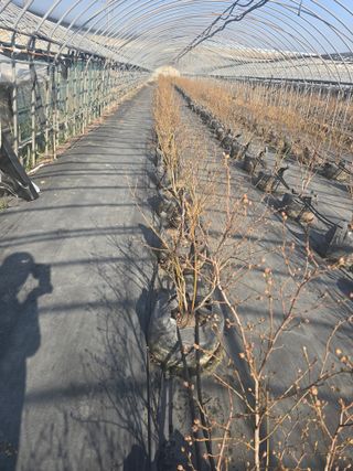 축복농장님의 블루베리 · 영농일지 작성글 사진