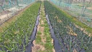 가야산아래촌농님의 기타작물 · 영농일지 작성글 사진