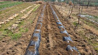 정인재님의 마늘 · 영농일지 작성글 사진