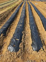 팜모닝 기타작물·영농일지 게시글 이미지