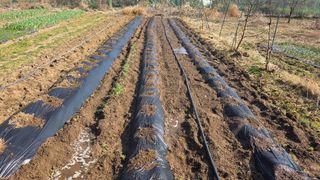 정인재님의 감자 · 영농일지 작성글 사진