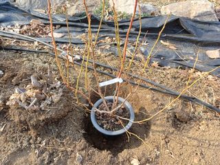 최동식님의 기타작물 · 영농일지 작성글 사진