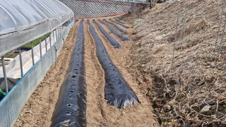 홍성원님의 감자 · 영농일지 작성글 사진