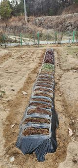 팜모닝 블루베리·영농일지 게시글 이미지