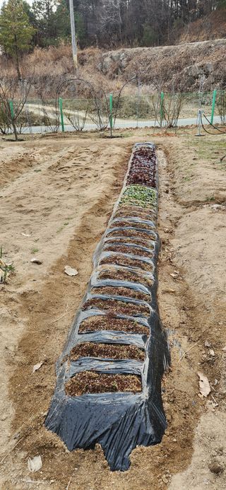 귤8352님의 블루베리 · 영농일지 작성글 사진