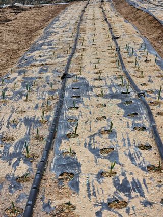 서상진님의 마늘 · 영농일지 작성글 사진