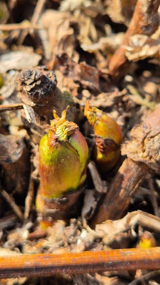 장봉덕님의 기타작물 · 영농일지 작성글 사진