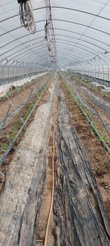 팜모닝 기타작물·영농일지 게시글 이미지