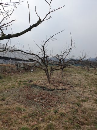 서선옥님의 감 · 영농일지 작성글 사진