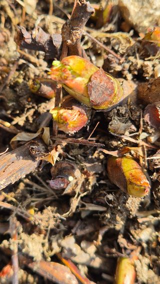 장봉덕님의 기타작물 · 영농일지 작성글 사진