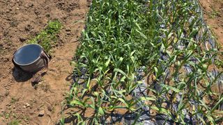 정인재님의 마늘 · 영농일지 작성글 사진