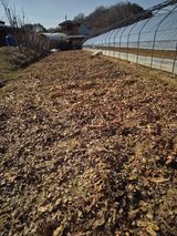 팜모닝 기타작물·영농일지 게시글 이미지