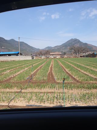 김영복님의 마늘 · 영농일지 작성글 사진