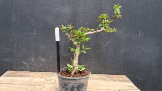 이정운님의 기타작물 · 영농일지 작성글 사진