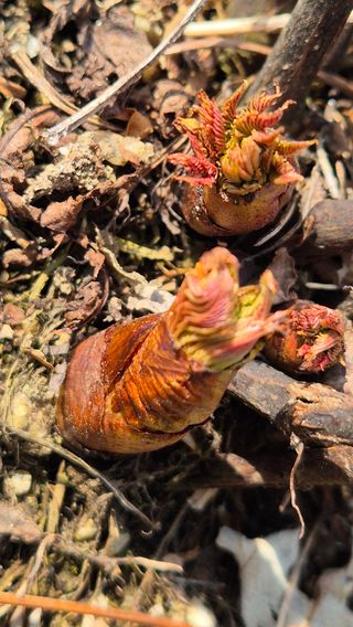 장봉덕님의 기타작물 · 영농일지 작성글 사진
