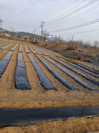 백영호님의 기타작물 · 영농일지 작성글 사진